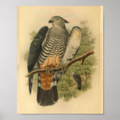 Gurney's Cuckoo Falcon Bird  Print (Voorkant)