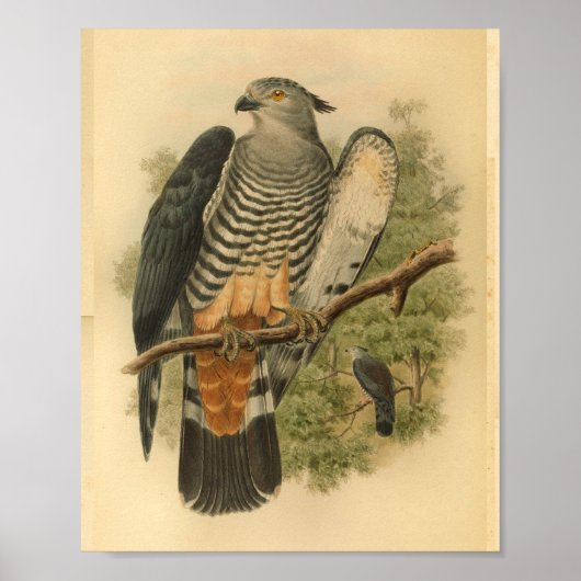 Gurney's Cuckoo Falcon Bird  Print (Voorkant)
