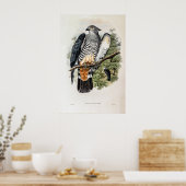 Gurney's Cuckoo-Falcon van John Gould Poster (Keuken)