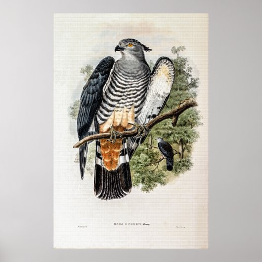 Gurney's Cuckoo-Falcon van John Gould Poster (Voorkant)