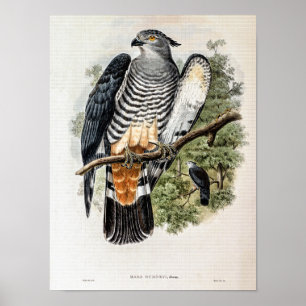Gurney's Koekoeksvalk door John Gould Poster
