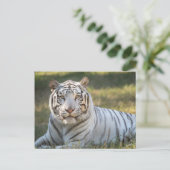 Gus - briefkaart (Staand voorkant)