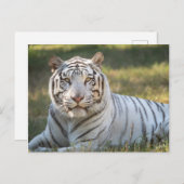 Gus - briefkaart (Voorkant / Achterkant)