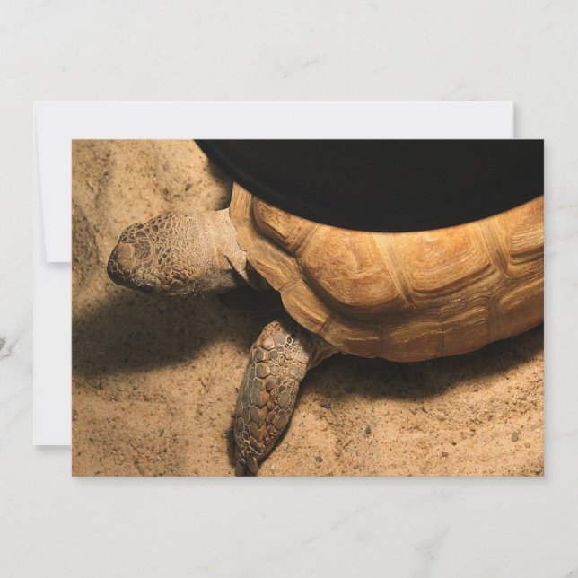 Gus de Schildpad (Voorkant)