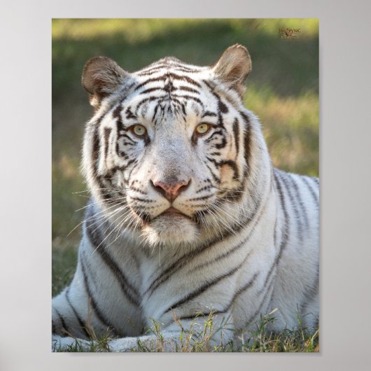 Gus - kaart poster (Voorkant)