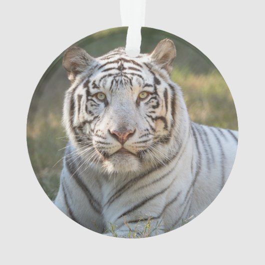 Gus - ornament (achterkant)