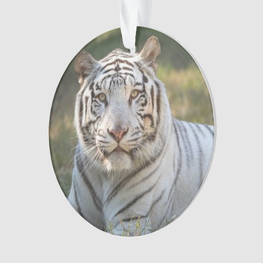 Gus - ornament (voorkant)