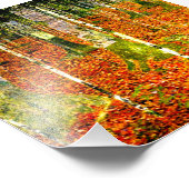 Gustav Klimt Birch Trees Foto Afdruk (Hoek)