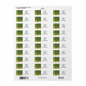 Gustav Klimt Het Huis van Guardaboschi Etiket (Full Sheet)