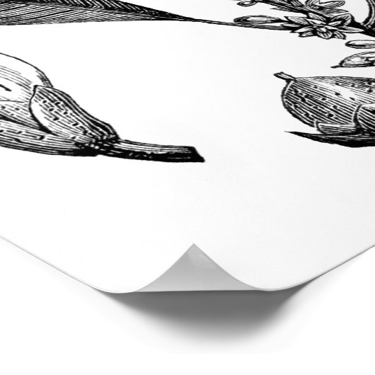 Gutta-Percha-boom Poster (Hoek)