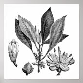 Gutta-Percha-boom Poster (Voorkant)