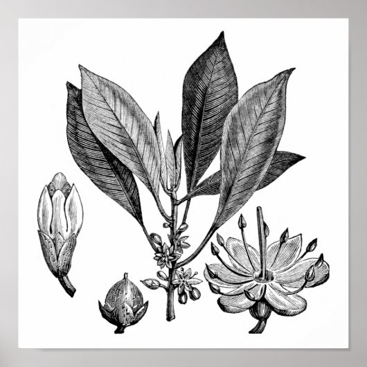 Gutta-Percha-boom Poster (Voorkant)