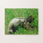 Guyana Sloath. Legpuzzel (Horizontaal)