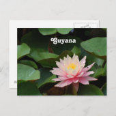 Guyana Water Lily Briefkaart (Voorkant / Achterkant)