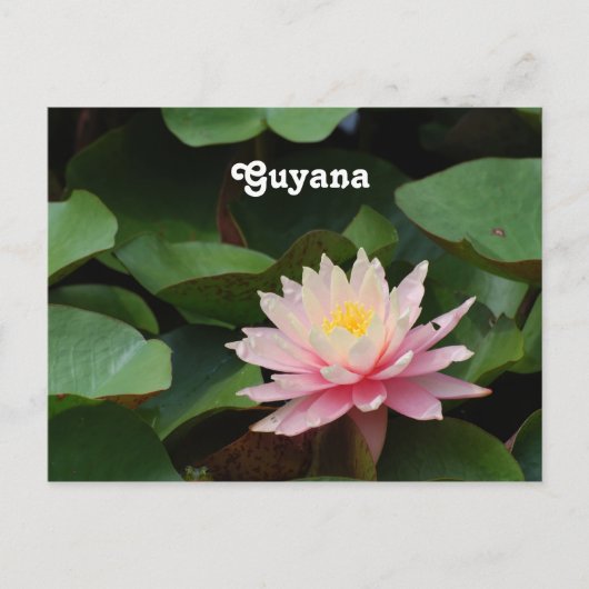 Guyana Water Lily Briefkaart (Voorkant)