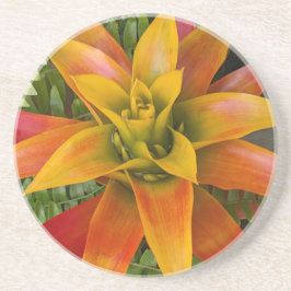 Guzmania Bromeliaceae Plant Bloemstuk Zandsteen Onderzetter