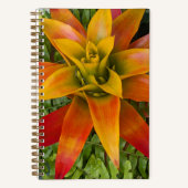 Guzmania Bromeliad Plant Bloemstuk Notitieboek (Voorkant)