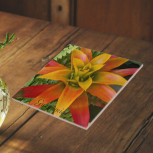 Guzmania Bromeliad Plant Bloemstuk Tegeltje