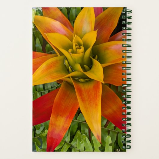 Guzmania Bromeliad Plant Floral Notitieboek (Achterkant)