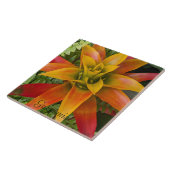 Guzmania Bromeliad Plant Floral Tegeltje (Zijkant)