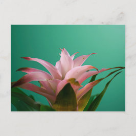 Guzmania Bromeliads Briefkaart