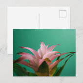 Guzmania Bromeliads Briefkaart (Voorkant / Achterkant)