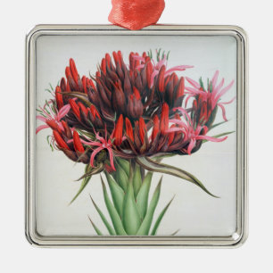 Gymea Lily, 1826 (m/c op papier) Metalen Ornament