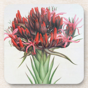 Gymea Lily, 1826 (m/c op papier) Onderzetter