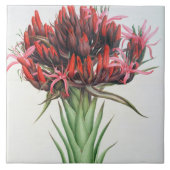 Gymea Lily, 1826 (m/c op papier) Tegeltje (Voorkant)