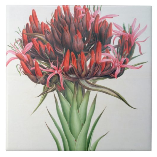 Gymea Lily, 1826 (m/c op papier) Tegeltje (Voorkant)