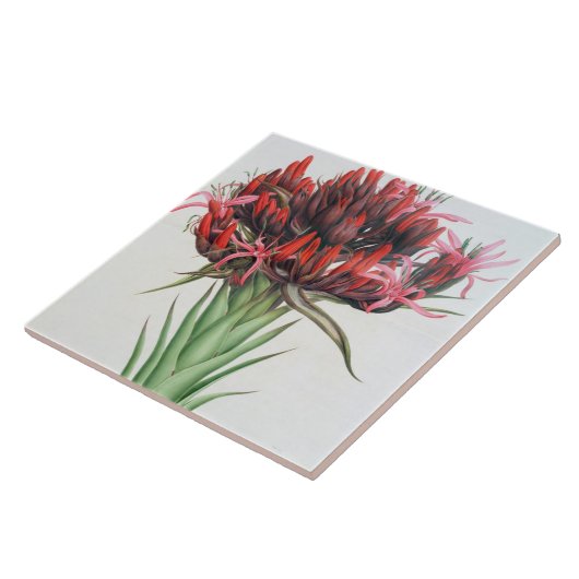 Gymea Lily, 1826 (m/c op papier) Tegeltje (Zijkant)