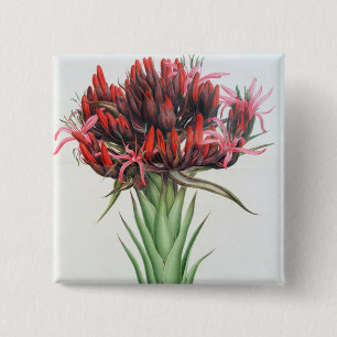 Gymea Lily, 1826 (m/c op papier) Vierkante Button 5,1 Cm