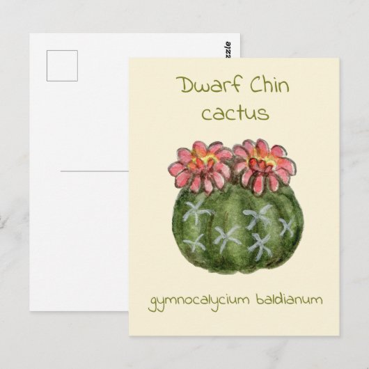 Gymnocalycium Baldianum cactus ansichtkaart Briefkaart (Voorkant / Achterkant)