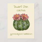 Gymnocalycium Baldianum cactus ansichtkaart Briefkaart (Voorkant)