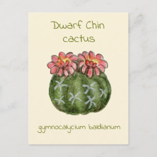 Gymnocalycium Baldianum cactus ansichtkaart Briefkaart