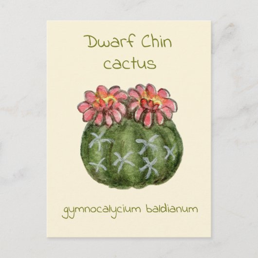 Gymnocalycium Baldianum cactus briefkaart (Voorkant)