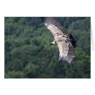 Gyps fulvus