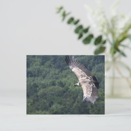 Gyps fulvus briefkaart (Staand voorkant)