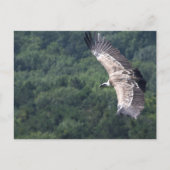 Gyps fulvus briefkaart (Voorkant)