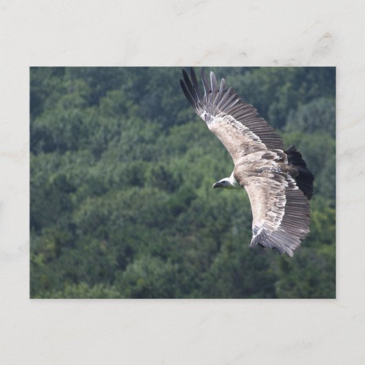 Gyps fulvus briefkaart (Voorkant)