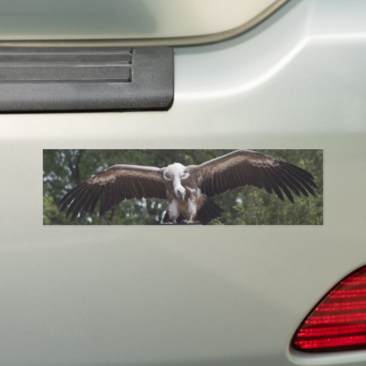 Gyps fulvus bumpersticker (Op auto)