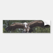 Gyps fulvus bumpersticker (Voorkant)