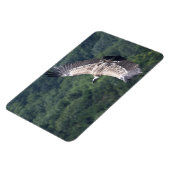 Gyps fulvus magneet (Linkerzijde)
