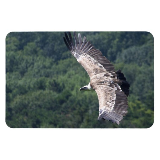 Gyps fulvus magneet (Horizontaal)