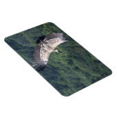Gyps fulvus magneet (Rechterzijde)