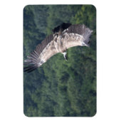 Gyps fulvus magneet (Verticaal)