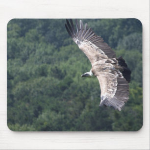 Gyps fulvus muismat
