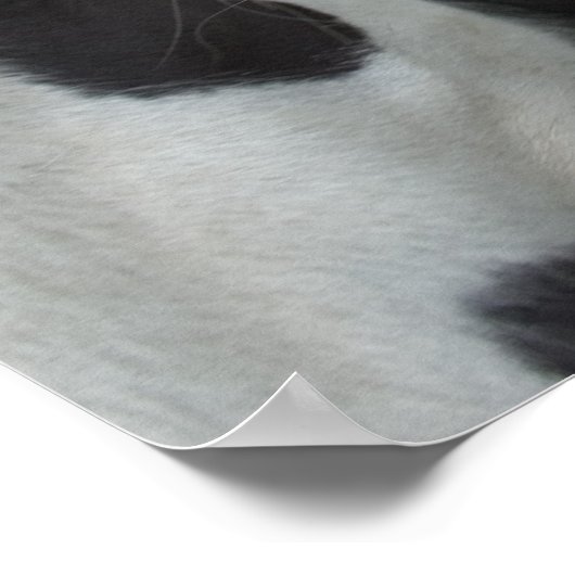 Gypsy Boys Poster (Hoek)