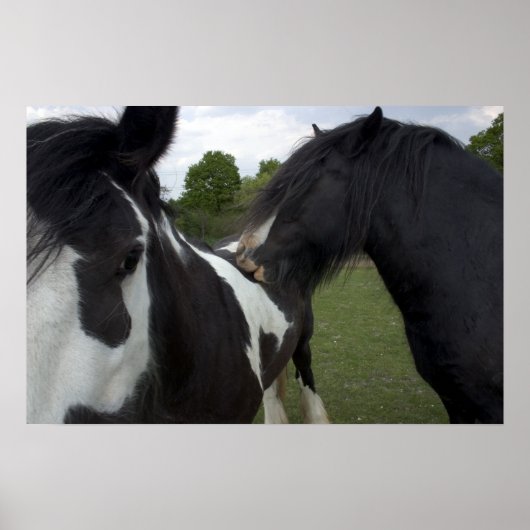 Gypsy Boys Poster (Voorkant)