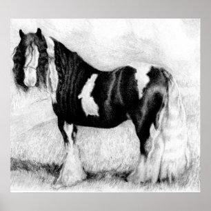 Gypsy Cob Horse Portret Poster